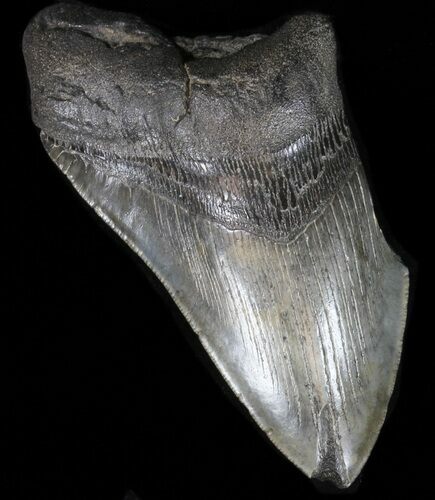 Partial Megalodon Tooth - South Carolina #39256
